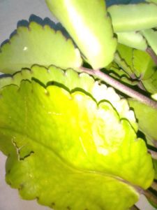 Jamaican leaf of life plant, myquiverfull.com